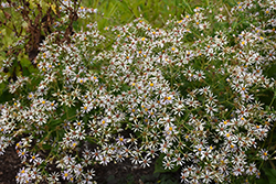 White Wood Aster (Eurybia divaricata) at A Very Successful Garden Center