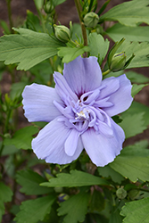 Blue Chiffon Rose of Sharon (Hibiscus syriacus 'Notwoodthree') at A Very Successful Garden Center