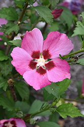Pink Giant Rose of Sharon (Hibiscus syriacus 'Pink Giant') at Stonegate Gardens