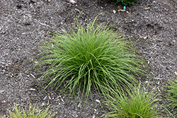 Pennsylvania Sedge (Carex pensylvanica) at A Very Successful Garden Center