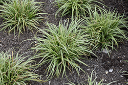 Silver Sceptre Variegated Japanese Sedge (Carex morrowii 'Silver Sceptre') at A Very Successful Garden Center