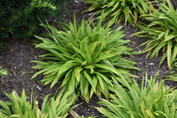 Plantain-leaved Sedge (Carex plantaginea) at Lakeshore Garden Centres