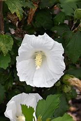 White Angel Rose of Sharon (Hibiscus syriacus 'Grewa') at Stonegate Gardens