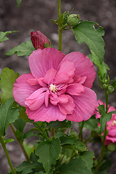 Magenta Chiffon Rose Of Sharon (Hibiscus syriacus 'Rwoods5') at Lakeshore Garden Centres