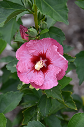 Ruffled Satin Rose of Sharon (Hibiscus syriacus 'SHIMCR1') at A Very Successful Garden Center