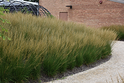 Moorflame Moor Grass (Molinia caerulea 'Moorflame') at Lakeshore Garden Centres