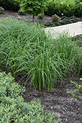 Emory's Sedge (Carex emoryi) at A Very Successful Garden Center