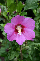Violet Satin Rose of Sharon (Hibiscus syriacus 'Floru') at A Very Successful Garden Center