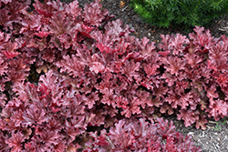Ruby Tuesday Coral Bells (Heuchera 'Ruby Tuesday') at Stonegate Gardens