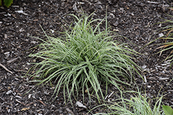 EverColor Everest Japanese Sedge (Carex oshimensis 'Carfit01') at A Very Successful Garden Center