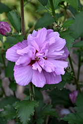 Ardens Rose of Sharon (Hibiscus syriacus 'Ardens') at Stonegate Gardens