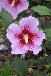 Orchid Satin Rose of Sharon (Hibiscus syriacus 'ILVO347') at Stonegate Gardens