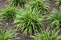 Common Woodland Sedge (Carex blanda) at Lakeshore Garden Centres