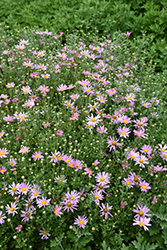 Clara Curtis Chrysanthemum (Chrysanthemum 'Clara Curtis') at Green Thumb Garden Centre
