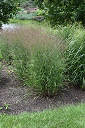 Purple Tears Switch Grass (Panicum virgatum 'Purple Tears') at Stonegate Gardens
