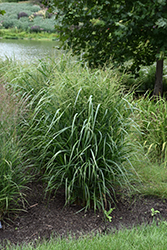 Summer Sunrise Switch Grass (Panicum virgatum 'Summer Sunrise') at A Very Successful Garden Center