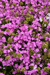 Opening Act Ultrapink Phlox (Phlox 'Opening Act Ultrapink') at A Very Successful Garden Center