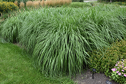Cayenne Fountain Grass (Pennisetum alopecuroides 'Cayenne') at Stonegate Gardens