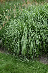 Jambalaya Fountain Grass (Pennisetum alopecuroides 'Jambalaya') at Lakeshore Garden Centres