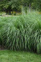 Etouffee Fountain Grass (Pennisetum alopecuroides 'Etouffee') at A Very Successful Garden Center
