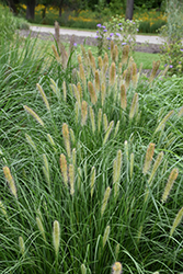 Praline Fountain Grass (Pennisetum alopecuroides 'Tift H18') at A Very Successful Garden Center