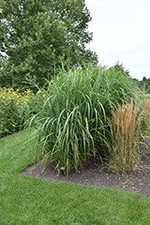 My Fair Maiden Maiden Grass (Miscanthus sinensis 'NCMS1') at A Very Successful Garden Center