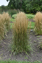 Hello Spring! Reed Grass (Calamagrostis x acutiflora 'Hello Spring!') at Stonegate Gardens