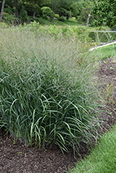 Prairie Dog Switch Grass (Panicum virgatum 'Prairie Dog') at Stonegate Gardens
