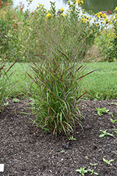 Kurt Blumel Switch Grass (Panicum virgatum 'Kurt Blumel') at Stonegate Gardens