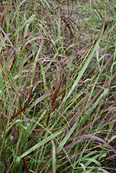 Ruby Ribbons Switch Grass (Panicum virgatum 'Ruby Ribbons') at A Very Successful Garden Center