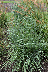 Sioux Blue Indian Grass (Sorghastrum nutans 'Sioux Blue') at Lakeshore Garden Centres