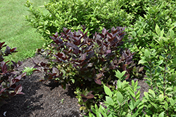 Burgundy Spice Sweetshrub (Calycanthus floridus 'Burgundy Spice') at A Very Successful Garden Center