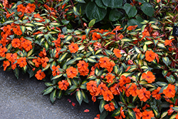 SunPatiens Vigorous Tropical Orange New Guinea Impatiens (Impatiens 'SAKIMP055') at Lakeshore Garden Centres