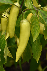 Banana Supreme Pepper (Capsicum annuum 'Banana Supreme') at A Very Successful Garden Center