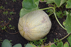 Ball 2076 Cantaloupe (Cucumis melo var. cantalupensis 'Ball 2076') at A Very Successful Garden Center