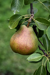 Comice Pear (Pyrus communis 'Comice') at A Very Successful Garden Center