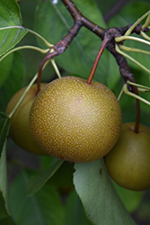 Shinsui Asian Pear (Pyrus pyrifolia 'Shinsui') at A Very Successful Garden Center