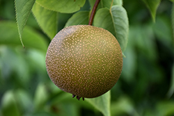 Hosui Asian Pear (Pyrus pyrifolia 'Hosui') at Stonegate Gardens