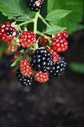 Chester Thornless Blackberry (Rubus 'Chester') at Stonegate Gardens
