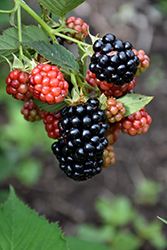 Natchez Thornless Blackberry (Rubus 'Natchez') at A Very Successful Garden Center