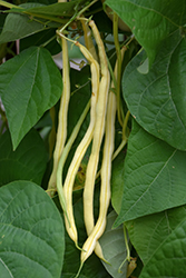 Monte Gusto Pole Bean (Phaseolus vulgaris 'Monte Gusto') at A Very Successful Garden Center