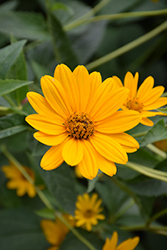False Sunflower (Heliopsis helianthoides) at A Very Successful Garden Center
