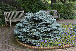 Thume Blue Spruce (Picea pungens 'Thume') at A Very Successful Garden Center