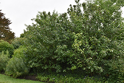 Rusty Blackhaw (Viburnum rufidulum) at Lakeshore Garden Centres