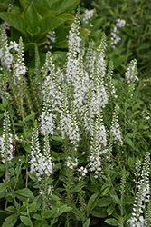 Icicle Speedwell (Veronica spicata 'Icicle') at A Very Successful Garden Center