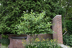 Smooth Alder (Alnus serrulata) at A Very Successful Garden Center