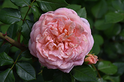 Abraham Darby Rose (Rosa 'Abraham Darby') at Stonegate Gardens