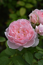 Home And Garden Rose (Rosa 'Home And Garden') at A Very Successful Garden Center
