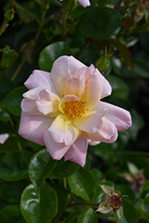 Bright and Shiny Rose (Rosa 'Radapshin') at Stonegate Gardens