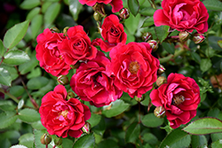 Fire Meidiland Rose (Rosa 'Meipsidue') at Lakeshore Garden Centres